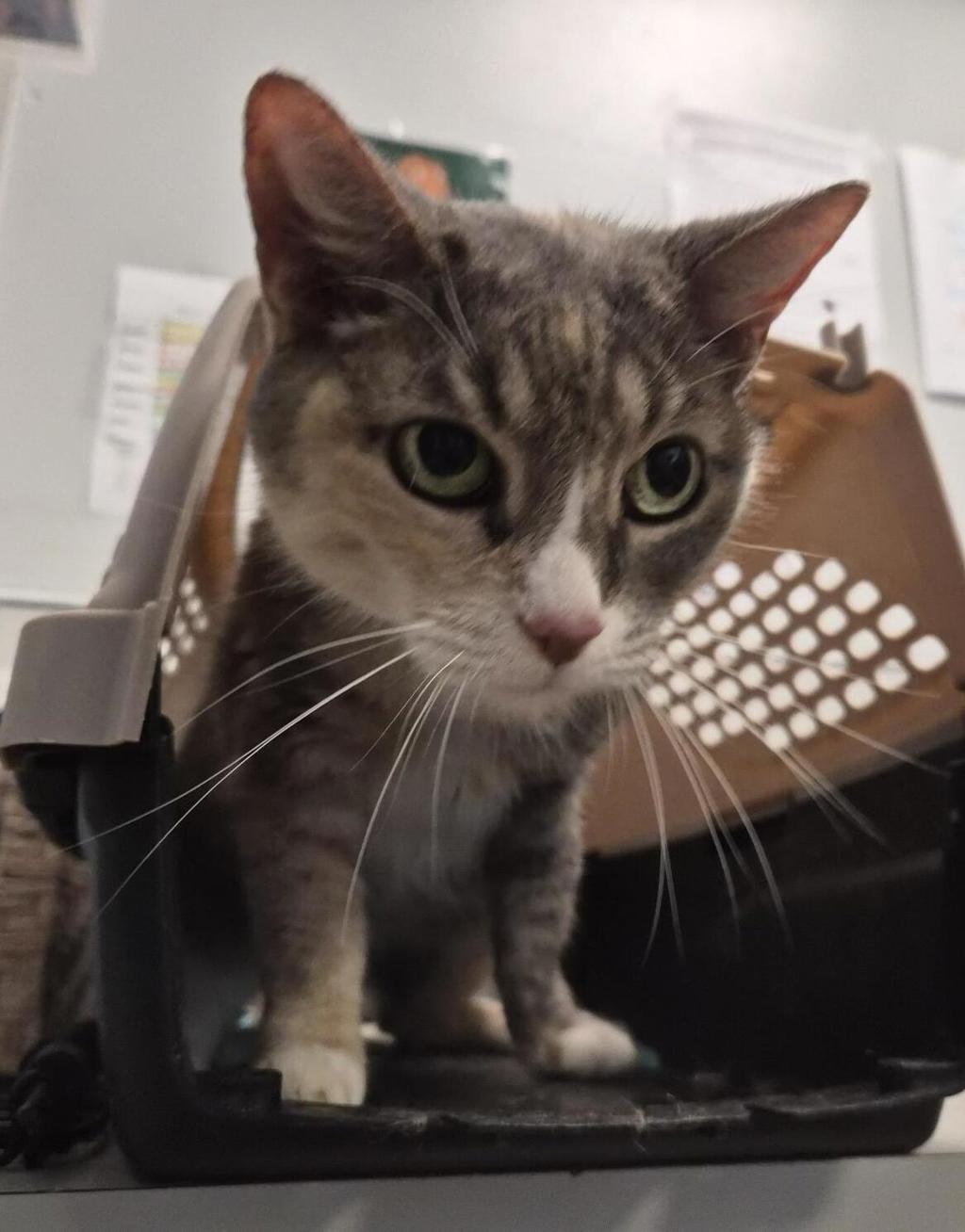 Shelter Stray Female Cat last seen Near Fordham Plaza, BRONX, NY, 10458, 326 E 110th St, New York, NY 10029, USA