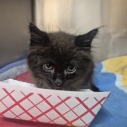 Shelter Stray Male Cat last seen Near Poole Road, RALEIGH, NC, 27610, 820 Beacon Lake Dr, Raleigh, NC 27610, USA
