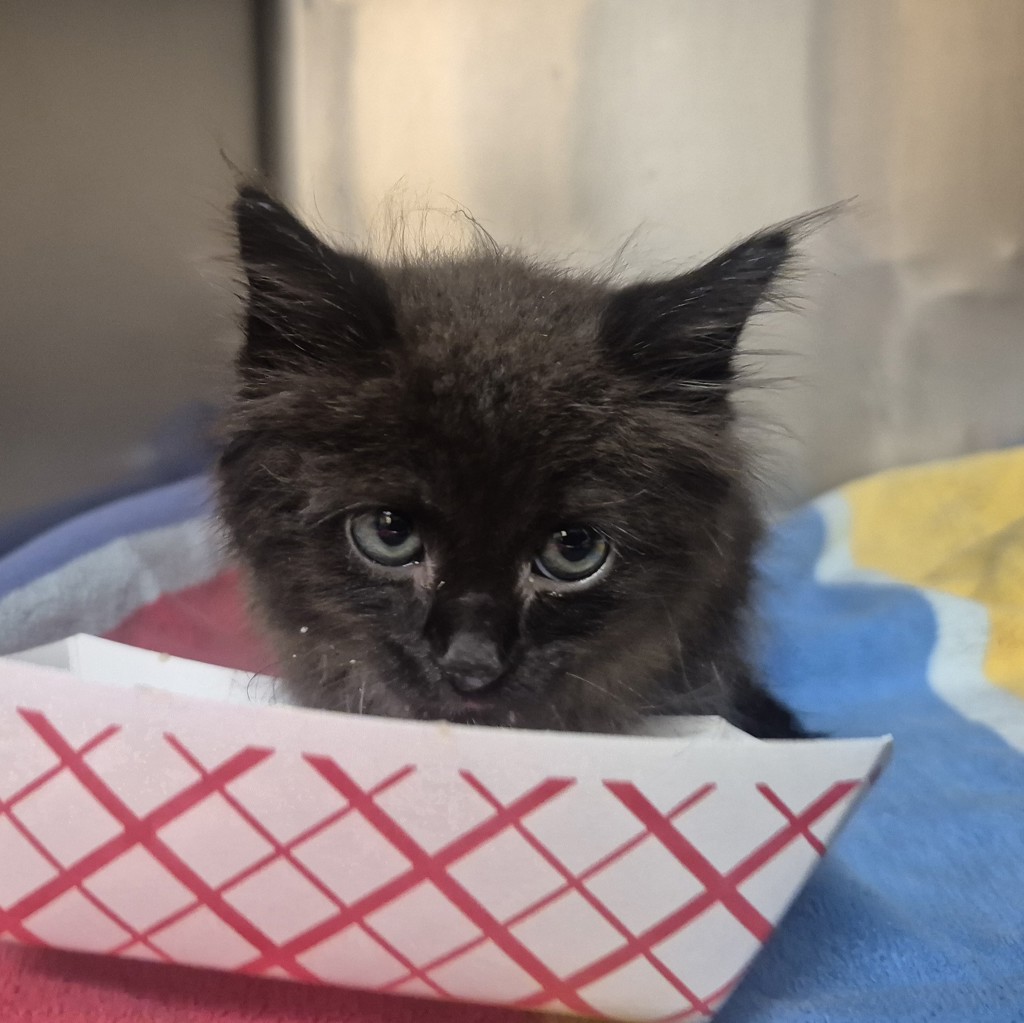 Shelter Stray Male Cat last seen Near Poole Road, RALEIGH, NC, 27610, 820 Beacon Lake Dr, Raleigh, NC 27610, USA