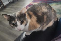 Lost Female Cat last seen 76th and Bradburn, Westminster, CO 80030