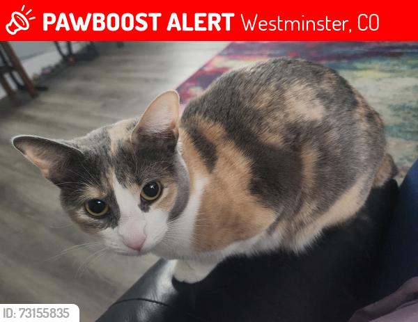 Lost Female Cat last seen 76th and Bradburn, Westminster, CO 80030