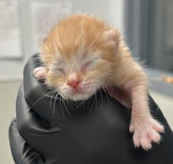 Shelter Stray Male Cat last seen Near Emerald AVe, El Cajon, CA, 92020, 5500 Gaines St, San Diego, CA 92110, USA