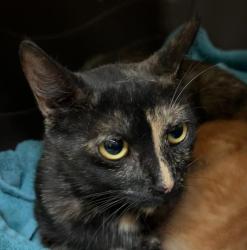 Shelter Stray Female Cat last seen West Hall Ave, San Diego, CA, 92173, 5500 Gaines St, San Diego, CA 92110, USA
