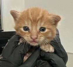 Shelter Stray Male Cat last seen West Hall Ave, San Diego, CA, 92173, 5500 Gaines St, San Diego, CA 92110, USA