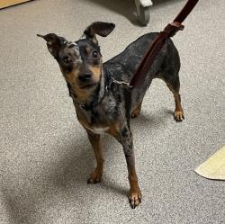 Shelter Stray Male Dog last seen Near S Citrus Avenue, Escondido, CA, 92027, Escondido, CA 92027, USA