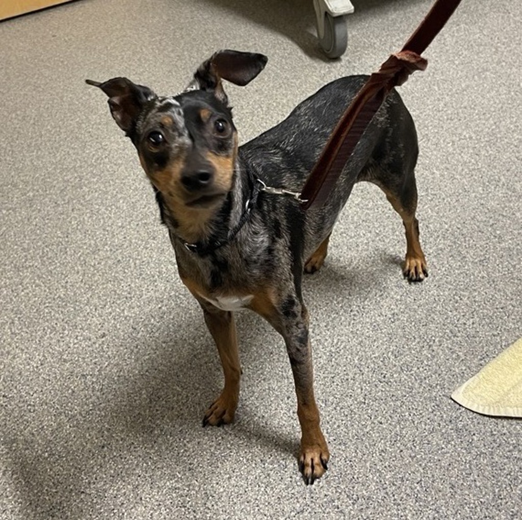 Shelter Stray Male Dog last seen Near S Citrus Avenue, Escondido, CA, 92027, Escondido, CA 92027, USA