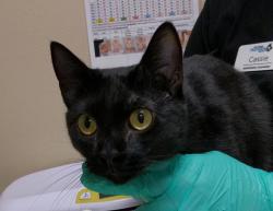 Shelter Stray Female Cat last seen Near Lookout Court, Oceanside, CA, 92056, Oceanside, CA 92058, USA