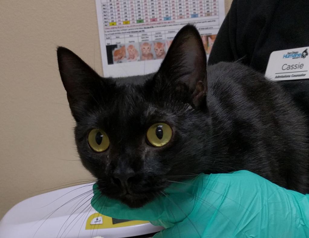 Shelter Stray Female Cat last seen Near Lookout Court, Oceanside, CA, 92056, Oceanside, CA 92058, USA