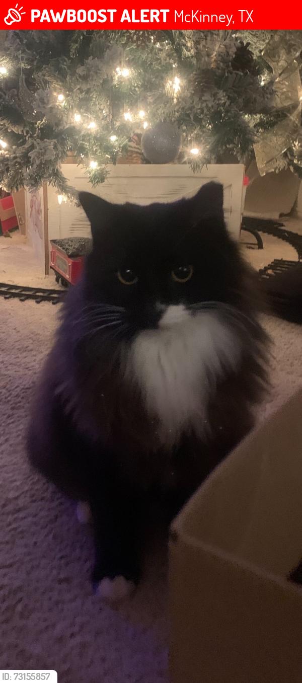 Lost Female Cat last seen Virginia, McKinney, TX 75071