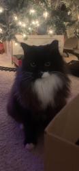 Lost Female Cat last seen Virginia, McKinney, TX 75071