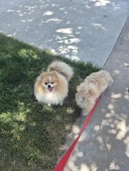 Found/Stray Male Dog last seen E. Temple Dr, Aurora, CO 80015