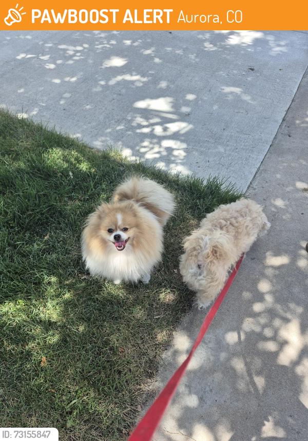 Found/Stray Male Dog last seen E. Temple Dr, Aurora, CO 80015
