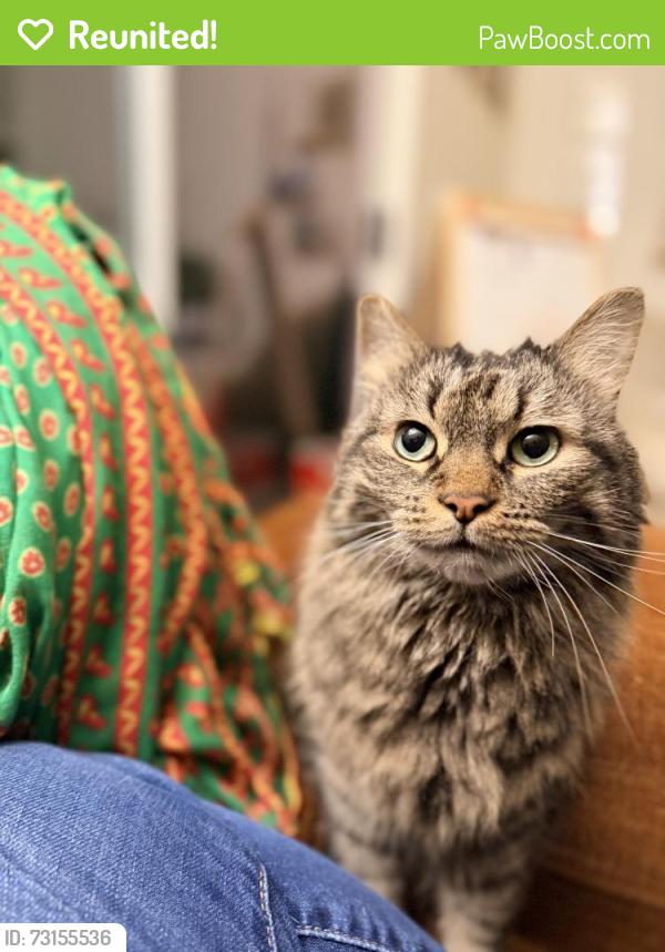 Reunited Female Cat last seen Rockland Village s, Chantilly, VA 20151