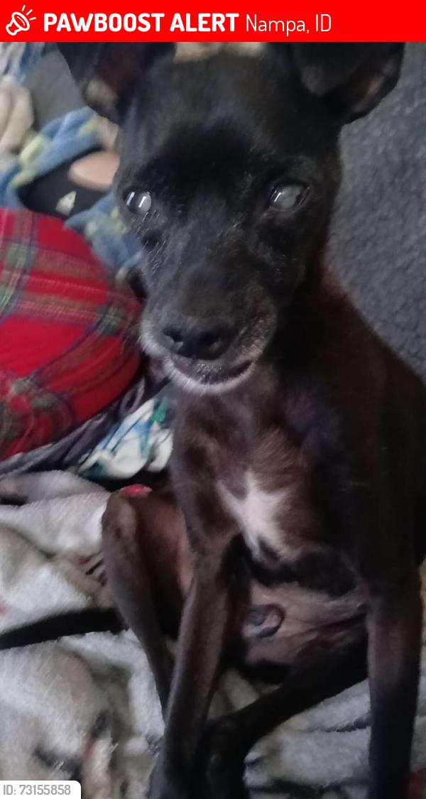 Lost Male Dog last seen madison and cherry, Nampa, ID 83687