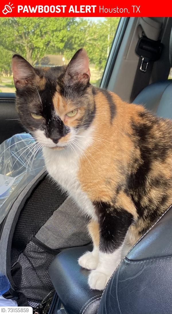 Lost Female Cat last seen Woodland Park & Briar Rose Dr, Houston, TX 77077
