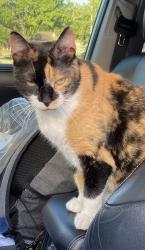 Lost Female Cat last seen Woodland Park & Briar Rose Dr, Houston, TX 77077