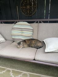Lost Female Cat last seen Shoreline, Shoreline, WA 98133