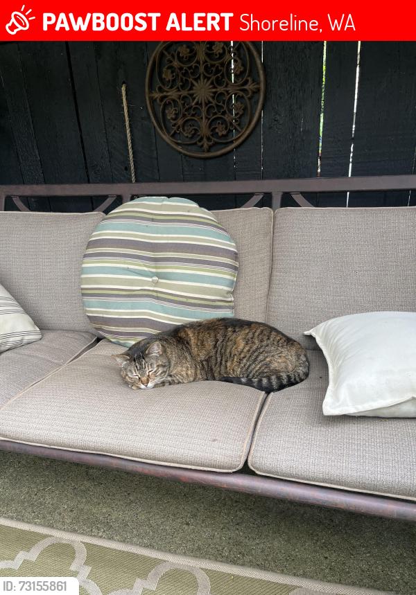 Lost Female Cat last seen Shoreline, Shoreline, WA 98133