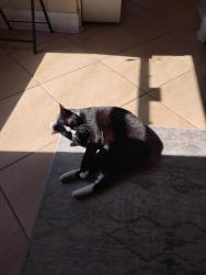 Lost Male Cat last seen Melborne fl, Brevard County, FL 32940