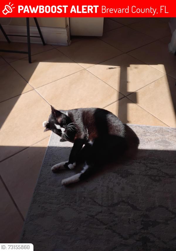 Lost Male Cat last seen Melborne fl, Brevard County, FL 32940