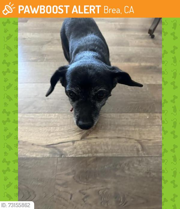 Found/Stray Unknown Dog last seen By Sonora High School, Brea, CA 92821