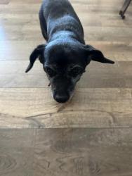 Found/Stray Unknown Dog last seen By Sonora High School, Brea, CA 92821