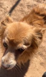 Lost Male Dog last seen 14220-14230 North 38th Place, near frys and starbucks, Phoenix, AZ 85032