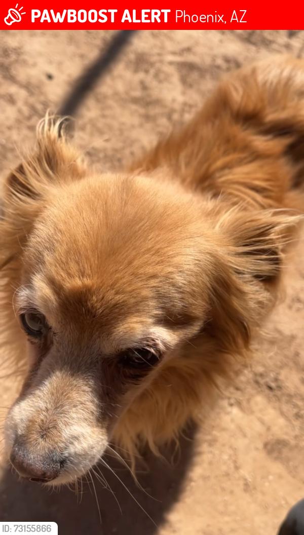 Lost Male Dog last seen 14220-14230 North 38th Place, near frys and starbucks, Phoenix, AZ 85032