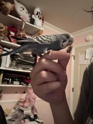 Lost Female Bird last seen Near downtown Orinda CA, up the hill from East Bay Pediatrics on Warford Terrace, Orinda, CA 94563