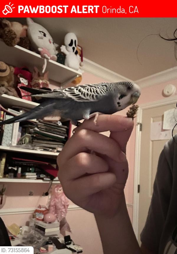 Lost Female Bird last seen Near downtown Orinda CA, up the hill from East Bay Pediatrics on Warford Terrace, Orinda, CA 94563