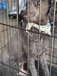 Found/Stray Male Dog last seen Tracy/salinas, Fresno, CA 93722