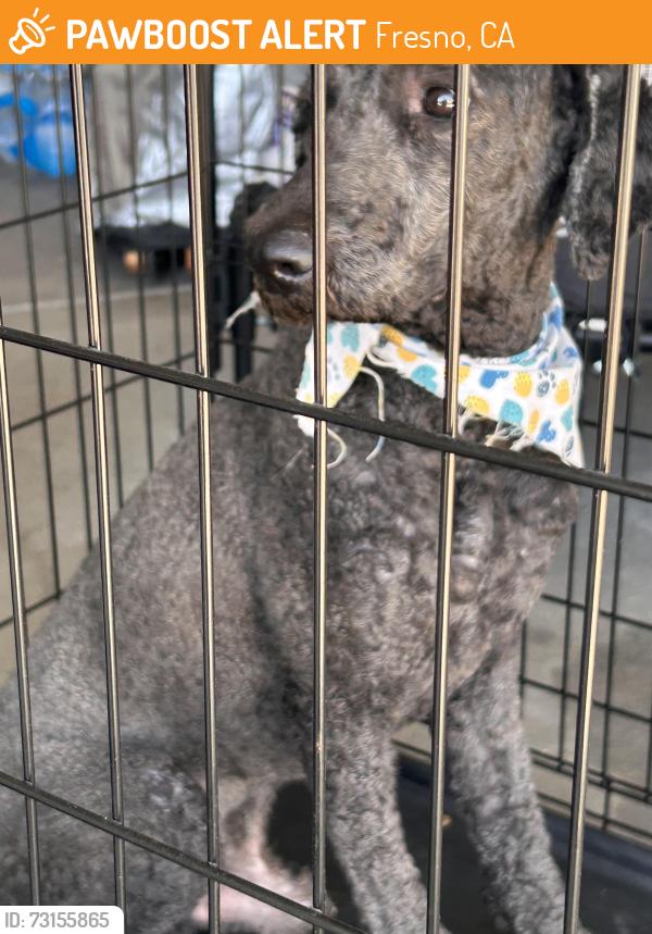 Found/Stray Male Dog last seen Tracy/salinas, Fresno, CA 93722