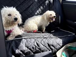 Found/Stray Unknown Dog last seen Near N and 900 W Mccordsville, McCordsville, IN 46055