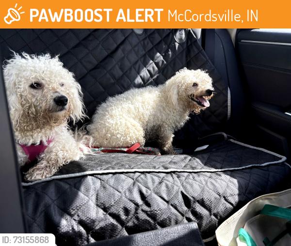 Found/Stray Unknown Dog last seen Near N and 900 W Mccordsville, McCordsville, IN 46055