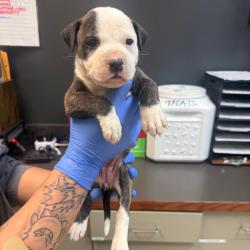 Shelter Stray Female Dog last seen , 4900 Milgen Rd, Columbus, GA 31907, USA