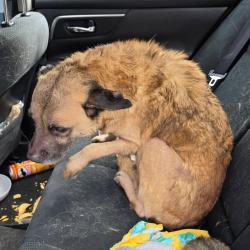 Shelter Stray Female Dog last seen , 980 Guilford College Rd, Greensboro, NC 27409, USA