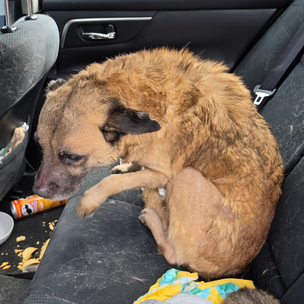 Shelter Stray Female Dog last seen , 980 Guilford College Rd, Greensboro, NC 27409, USA