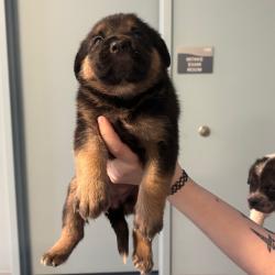 Shelter Stray Unknown Dog last seen , 980 Guilford College Rd, Greensboro, NC 27409, USA
