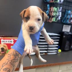 Shelter Stray Female Dog last seen , 4900 Milgen Rd, Columbus, GA 31907, USA