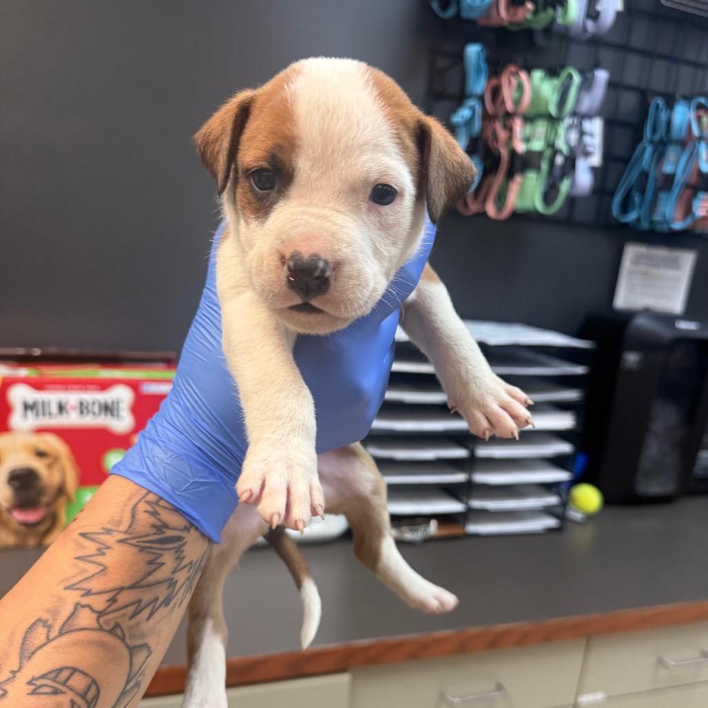 Shelter Stray Female Dog last seen , 4900 Milgen Rd, Columbus, GA 31907, USA
