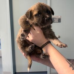 Shelter Stray Unknown Dog last seen , 980 Guilford College Rd, Greensboro, NC 27409, USA