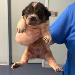 Shelter Stray Unknown Dog last seen , 980 Guilford College Rd, Greensboro, NC 27409, USA