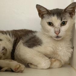Shelter Stray Male Cat last seen , Animal Care & Control Team of Philly, 111 W Hunting Park Ave, Philadelphia, PA 19140, USA
