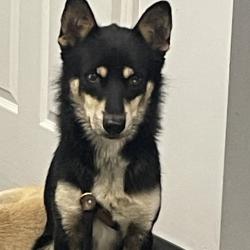 Shelter Stray Male Dog last seen , 3100 Deats Rd, Dickinson, TX 77539, USA