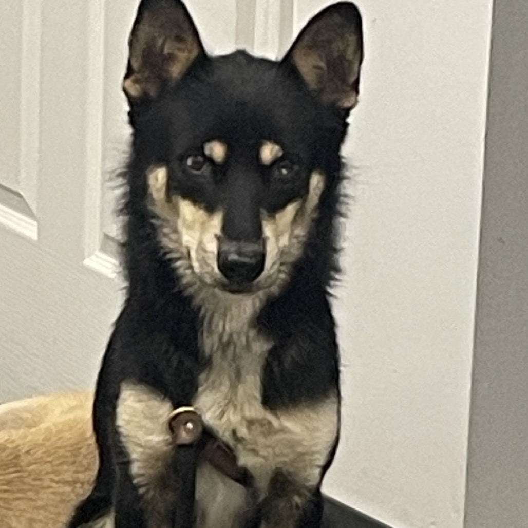 Shelter Stray Male Dog last seen , 3100 Deats Rd, Dickinson, TX 77539, USA