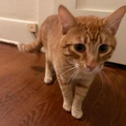 Shelter Stray Female Cat last seen , 361 S Raymond Ave, Pasadena, CA 91105, USA