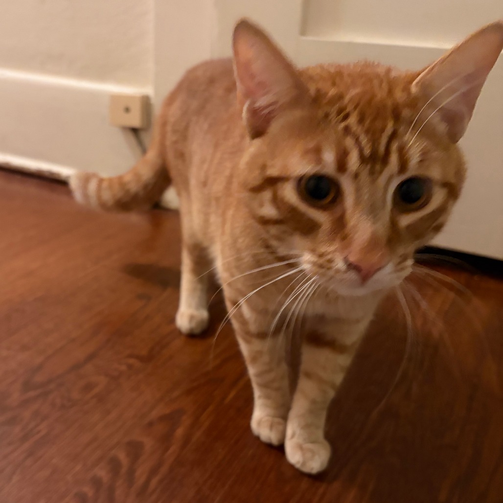 Shelter Stray Female Cat last seen , 361 S Raymond Ave, Pasadena, CA 91105, USA