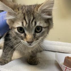 Shelter Stray Female Cat last seen , 361 S Raymond Ave, Pasadena, CA 91105, USA