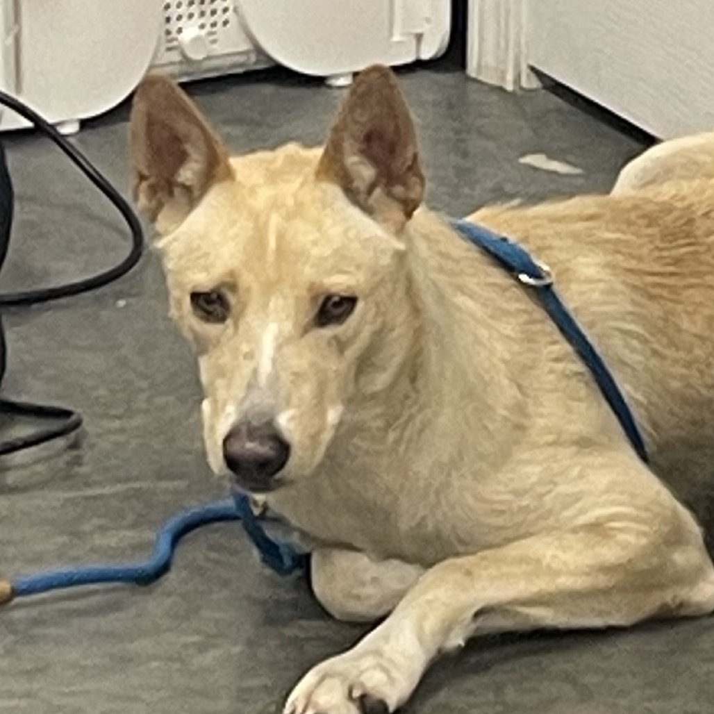 Shelter Stray Female Dog last seen , 3100 Deats Rd, Dickinson, TX 77539, USA
