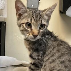 Shelter Stray Male Cat last seen , 361 S Raymond Ave, Pasadena, CA 91105, USA